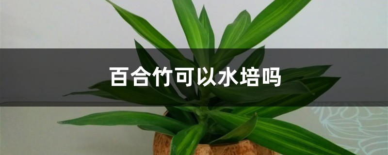 百合竹可以水培吗 百合竹可以水培吗