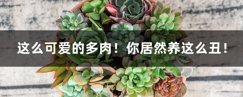 这么可爱的多肉!你居然养这么丑! 这么可爱的多肉!你居然养这么丑!