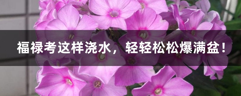 福禄考这样浇水,轻轻松松爆满盆! 福禄考这样浇水,轻轻松松爆满盆!