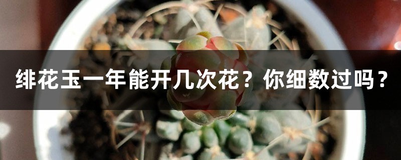 绯花玉一年能开几次花?你细数过吗? 绯花玉一年能开几次花?你细数过吗?