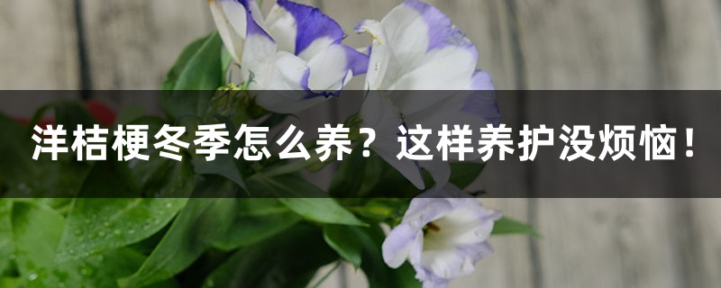 洋桔梗冬季怎么养?这样养护没烦恼! 洋桔梗冬季怎么养?这样养护没烦恼!