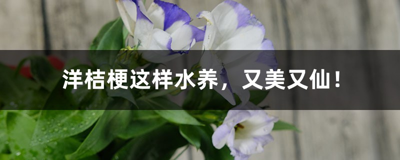 洋桔梗这样水养,又美又仙! 洋桔梗这样水养,又美又仙!