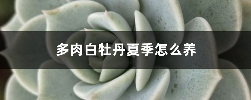 多肉白牡丹夏季养护方法大全! 多肉白牡丹夏季养护方法大全!