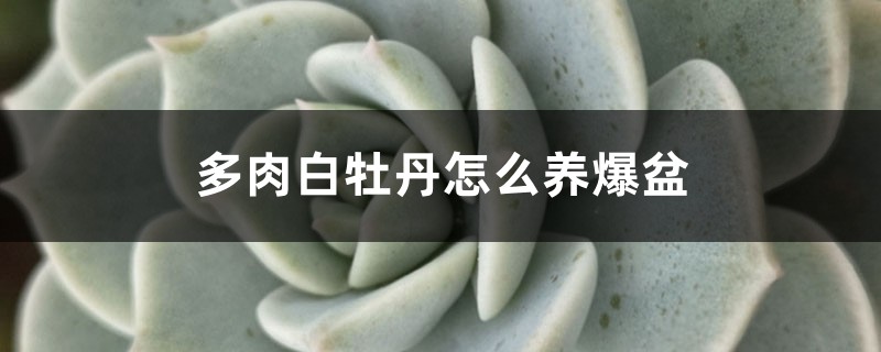 多肉白牡丹怎么养爆盆 多肉白牡丹怎么养爆盆