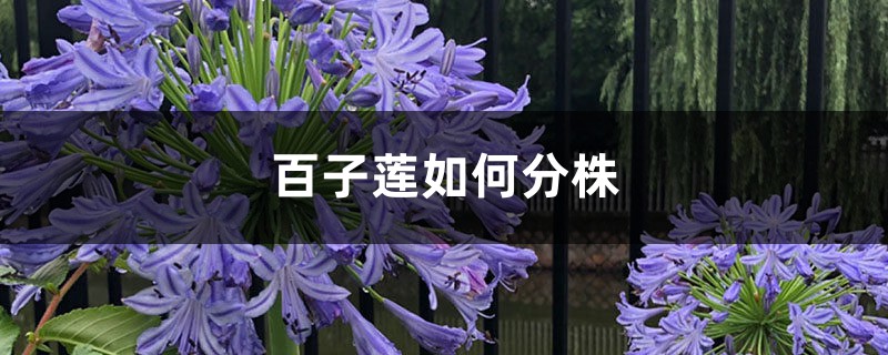 百子莲如何分株? 百子莲如何分株?