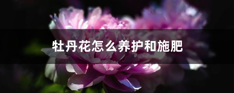 牡丹花怎么养护和施肥 牡丹花怎么养护和施肥