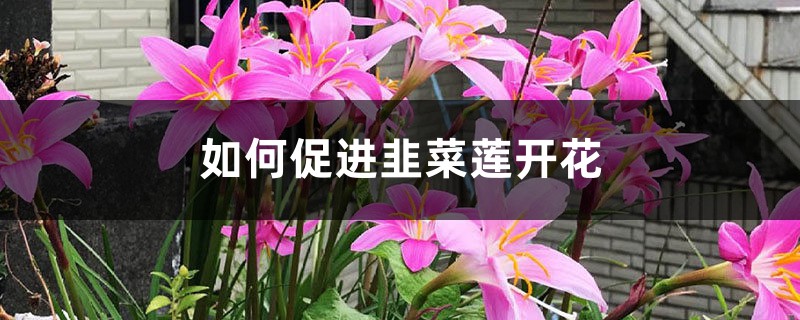 如何促进韭菜莲开花? 如何促进韭菜莲开花?