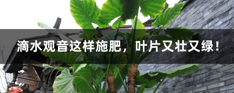 滴水观音这样施肥,叶片又壮又绿! 滴水观音这样施肥,叶片又壮又绿!