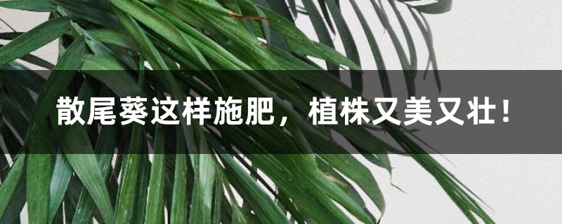 散尾葵这样施肥,植株又美又壮! 散尾葵这样施肥,植株又美又壮!
