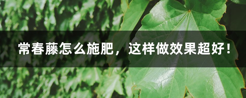 常春藤怎么施肥,这样做效果超好! 常春藤怎么施肥,这样做效果超好!