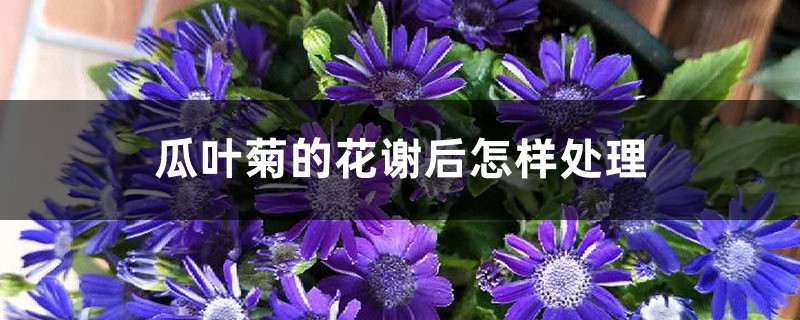瓜叶菊的花谢后怎样处理 瓜叶菊的花谢后怎样处理