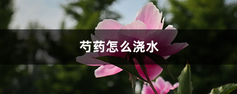 芍药怎么浇水,做好这两点是关键! 芍药怎么浇水,做好这两点是关键!