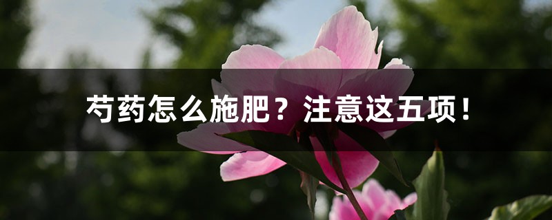 芍药怎么施肥?注意这五项! 芍药怎么施肥?注意这五项!