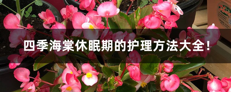 四季海棠休眠期的护理方法大全! 四季海棠休眠期的护理方法大全!