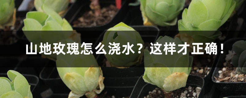 山地玫瑰怎么浇水?这样才正确! 山地玫瑰怎么浇水?这样才正确!