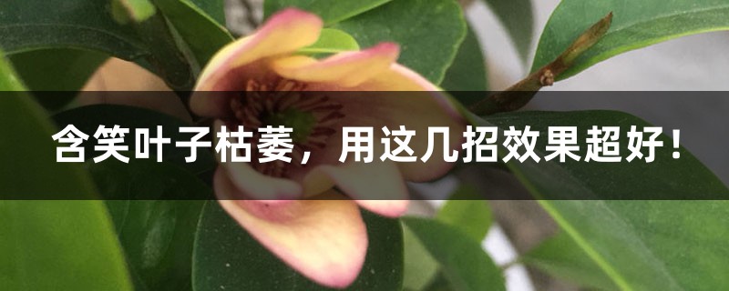 含笑叶子枯萎,用这几招效果超好! 含笑叶子枯萎,用这几招效果超好!