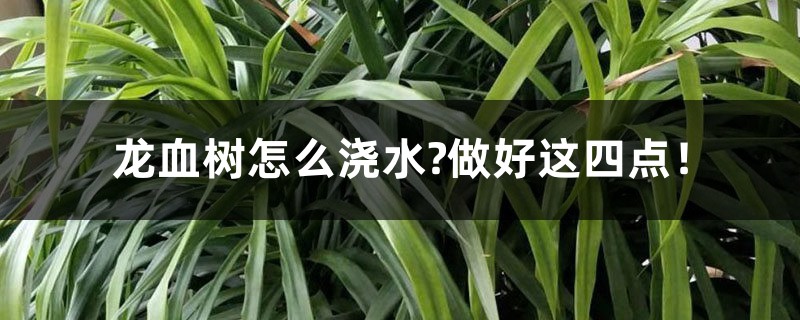 龙血树怎么浇水?做好这四点! 龙血树怎么浇水?做好这四点!