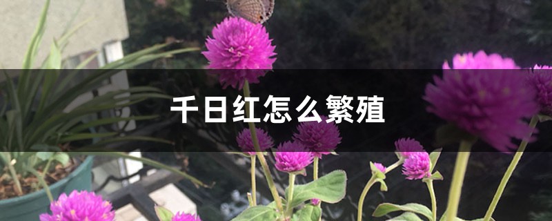 千日红怎么繁殖方法大全! 千日红怎么繁殖方法大全!