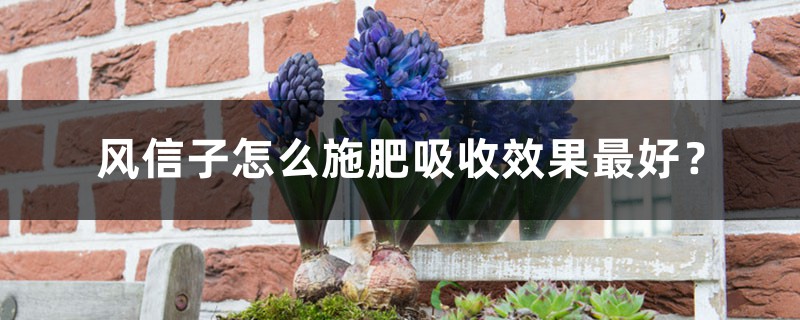 风信子怎么施肥吸收效果最好? 风信子怎么施肥吸收效果最好?