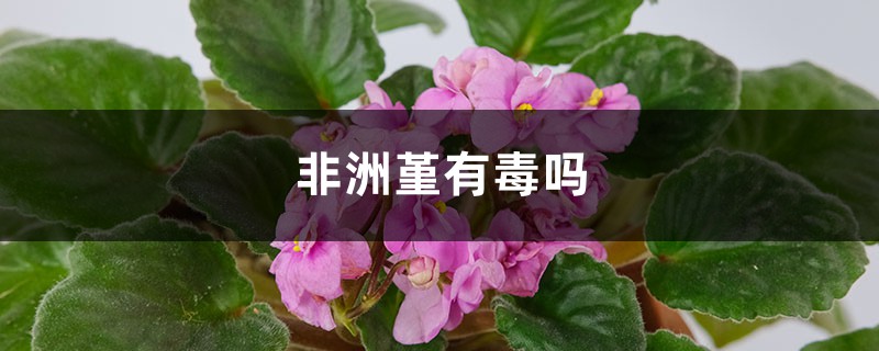 非洲堇有毒吗? 非洲堇有毒吗?