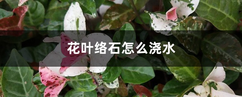 花叶络石怎么浇水 花叶络石怎么浇水