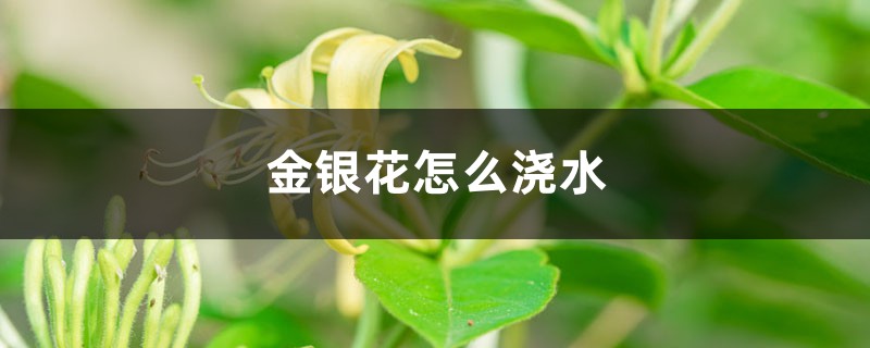 金银花怎么浇水,这样浇水才正确! 金银花怎么浇水,这样浇水才正确!