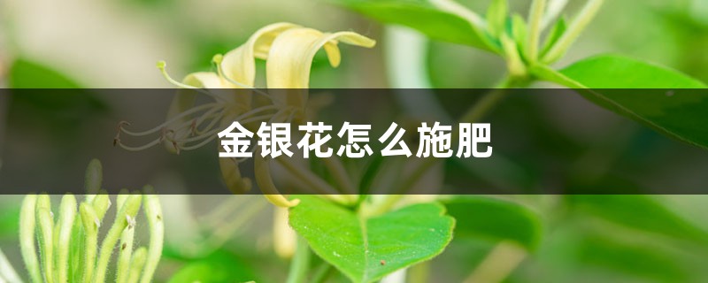金银花施肥方法大全! 金银花施肥方法大全!