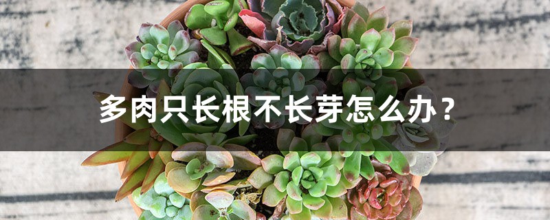 多肉只长根不长芽怎么办? 多肉只长根不长芽怎么办?