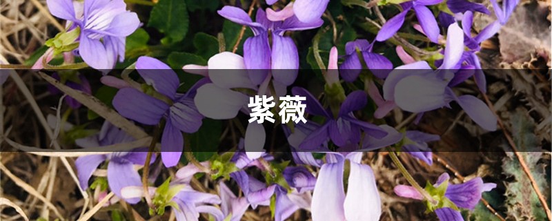 紫薇树长黑叶怎么办?处理方法是关键! 紫薇树长黑叶怎么办?处理方法是关键!