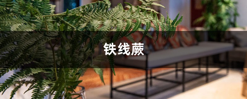 铁线蕨怎么换盆?这样操作保证不伤植物! 铁线蕨怎么换盆?这样操作保证不伤植物!