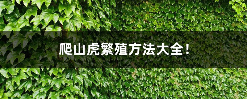 爬山虎繁殖方法大全! 爬山虎繁殖方法大全!