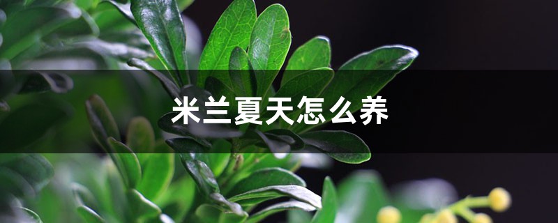 米兰夏天怎么养,这样养花美叶绿超好看! 米兰夏天怎么养,这样养花美叶绿超好看!