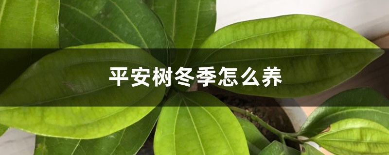 平安树冬季怎么养 平安树冬季怎么养
