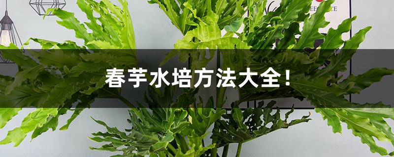 春芋水培方法大全! 春芋水培方法大全!