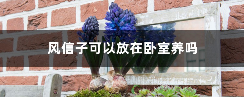 风信子可以放在卧室养吗 风信子可以放在卧室养吗