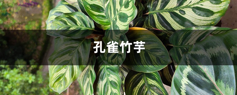 孔雀竹芋怎么浇水?这样浇水叶子绿油油! 孔雀竹芋怎么浇水?这样浇水叶子绿油油!