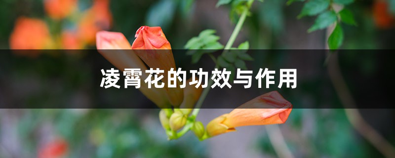 凌霄花的功效与作用 凌霄花的功效与作用