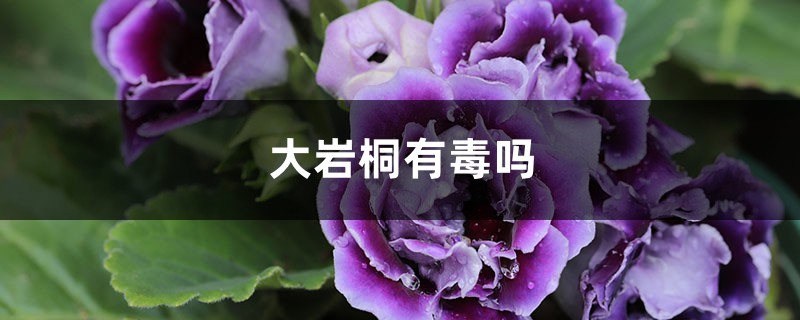 大岩桐有毒吗? 大岩桐有毒吗?
