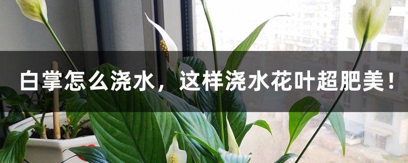 白掌怎么浇水,这样浇水花叶超肥美! 白掌怎么浇水,这样浇水花叶超肥美!