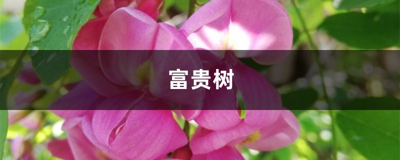 富贵树的白粉病怎么防治,这样处理才正确! 富贵树的白粉病怎么防治,这样处理才正确!