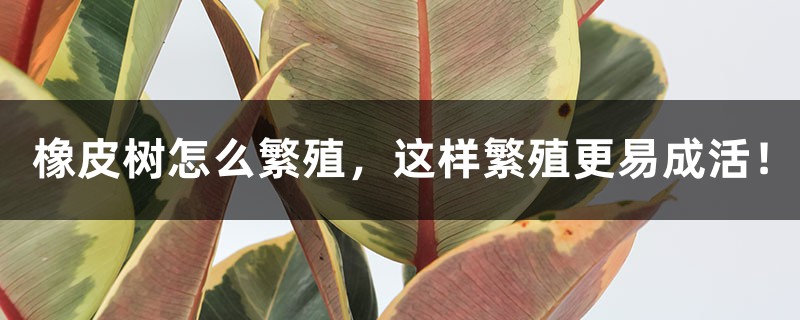 橡皮树怎么繁殖,这样繁殖更易成活! 橡皮树怎么繁殖,这样繁殖更易成活!
