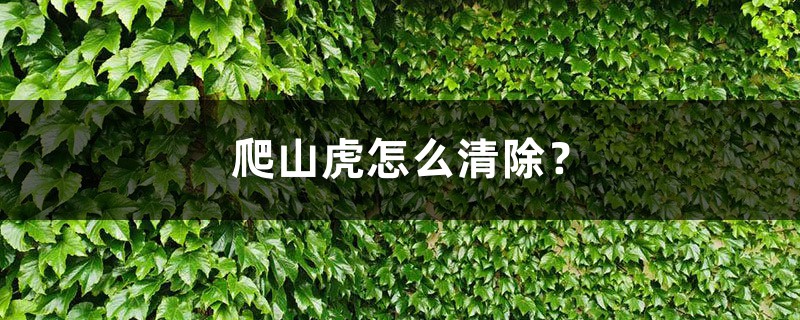 爬山虎怎么清除? 爬山虎怎么清除?