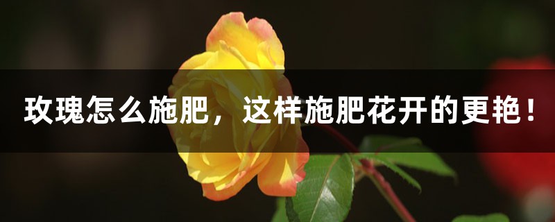 玫瑰怎么施肥,这样施肥花开的更艳! 玫瑰怎么施肥,这样施肥花开的更艳!