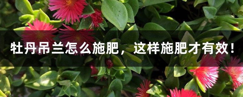 牡丹吊兰怎么施肥,这样施肥才有效! 牡丹吊兰怎么施肥,这样施肥才有效!