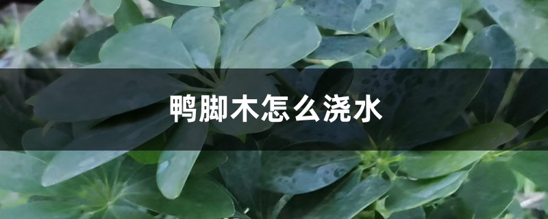 鸭脚木怎么浇水 鸭脚木怎么浇水