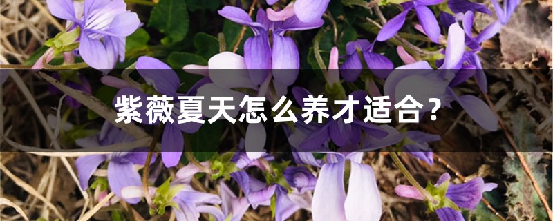 紫薇夏天怎么养才适合? 紫薇夏天怎么养才适合?
