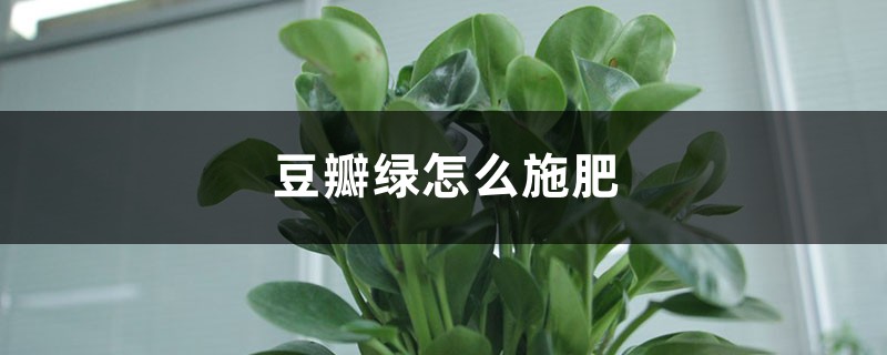 豆瓣绿怎么施肥? 豆瓣绿怎么施肥?