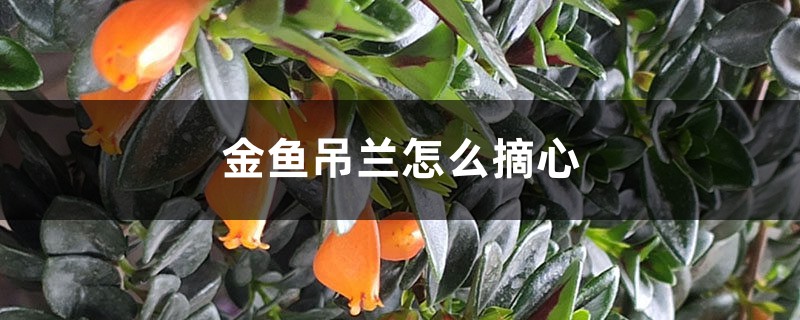 金鱼吊兰怎么摘心 金鱼吊兰怎么摘心