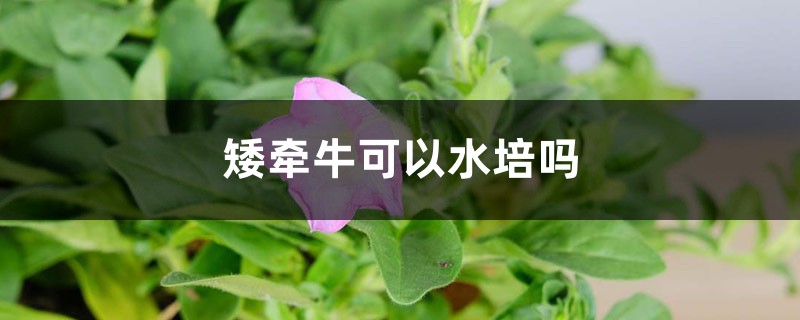 矮牵牛可以水培吗? 矮牵牛可以水培吗?