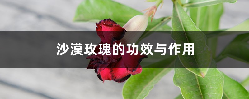 沙漠玫瑰的功效与作用 沙漠玫瑰的功效与作用